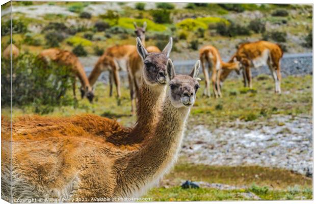 Guanacos Wild Lamas Torres del Paine National Park Chile Canvas Print by William Perry