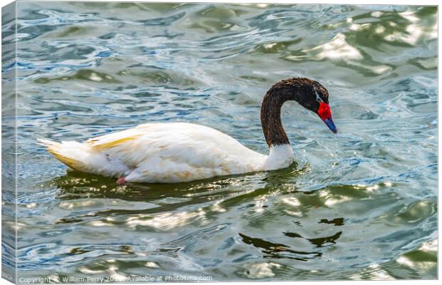 Black-necked Swan Punta Natales Chile Canvas Print by William Perry