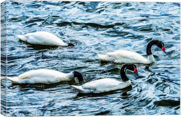Black-necked Swans Punta Natales Chile Canvas Print by William Perry