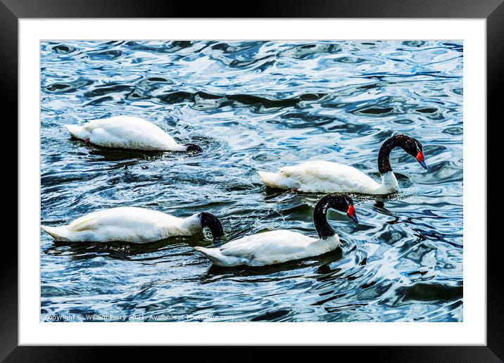 Black-necked Swans Punta Natales Chile Framed Mounted Print by William Perry