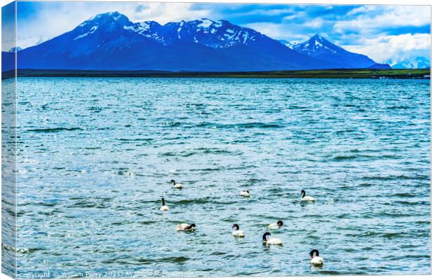 Black-necked Swans Harbon Snow Mountains Punta Natales Chile Canvas Print by William Perry