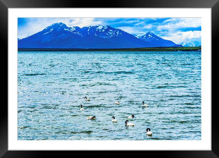 Black-necked Swans Harbon Snow Mountains Punta Natales Chile Framed Mounted Print by William Perry