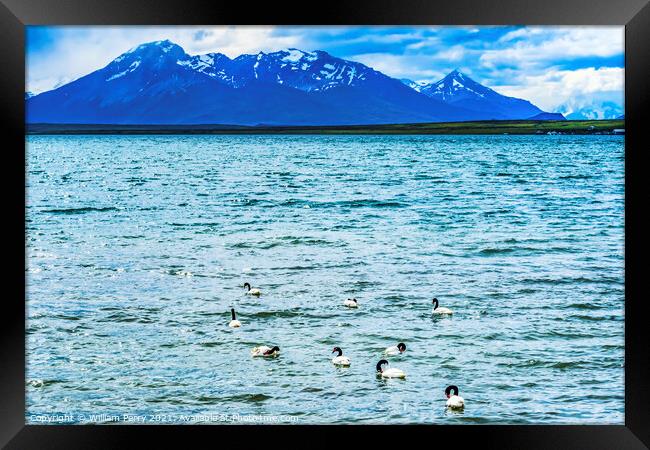 Black-necked Swans Harbon Snow Mountains Punta Natales Chile Framed Print by William Perry