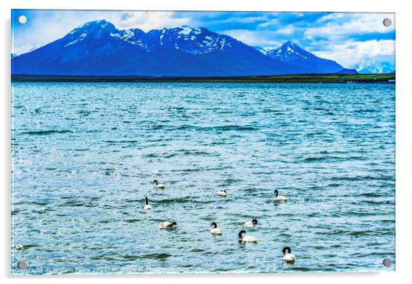 Black-necked Swans Harbon Snow Mountains Punta Natales Chile Acrylic by William Perry