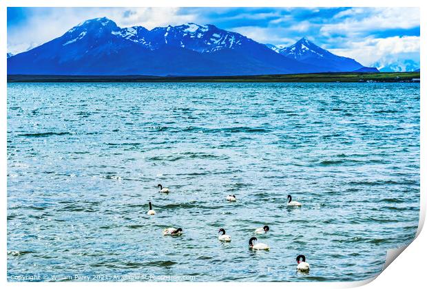 Black-necked Swans Harbon Snow Mountains Punta Natales Chile Print by William Perry