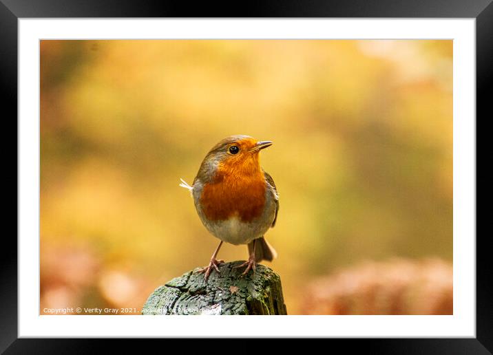 Robin Framed Mounted Print by Verity Gray