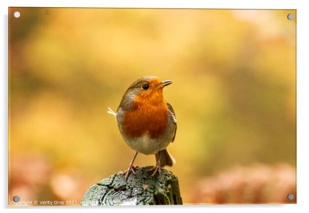 Robin Acrylic by Verity Gray