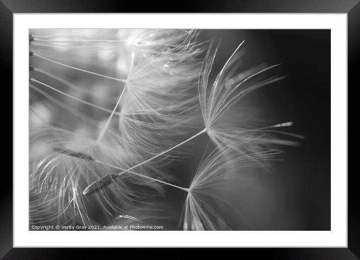 feathers Framed Mounted Print by Verity Gray