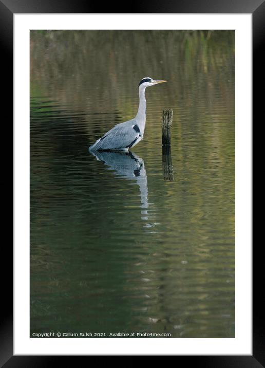 The Tranquil Heron Framed Mounted Print by Callum Sulsh