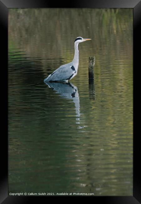The Tranquil Heron Framed Print by Callum Sulsh