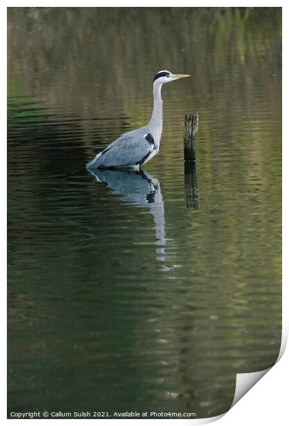 The Tranquil Heron Print by Callum Sulsh