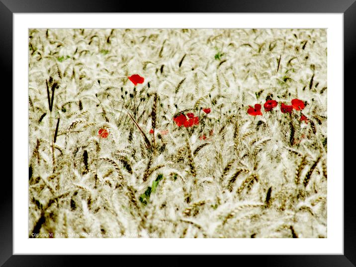 Red Poppies in a Field of Wheat  Framed Mounted Print by Imladris 