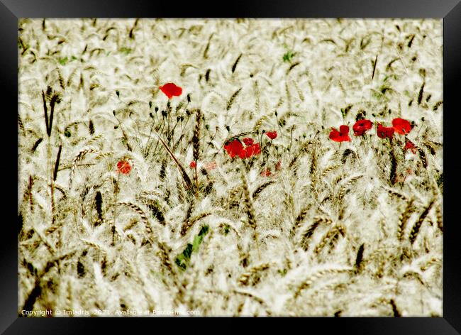 Red Poppies in a Field of Wheat  Framed Print by Imladris 