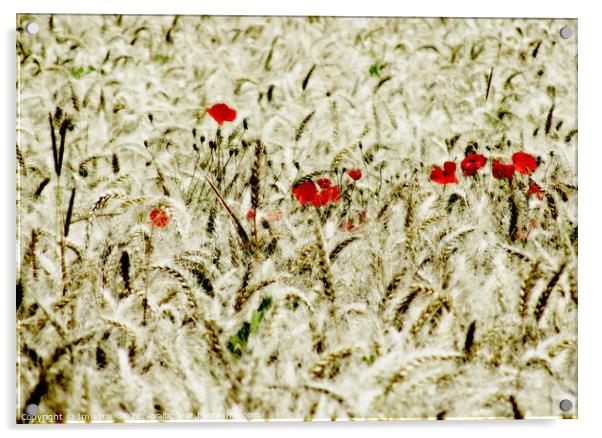 Red Poppies in a Field of Wheat  Acrylic by Imladris 