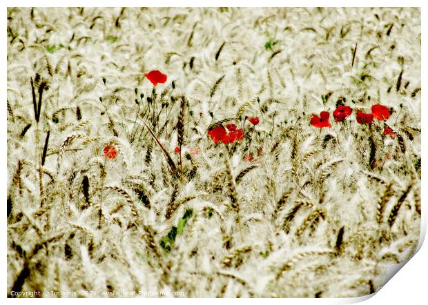 Red Poppies in a Field of Wheat  Print by Imladris 