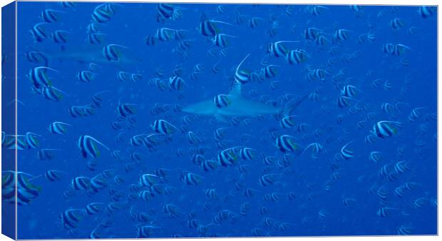 Shark with school bannerfish in deep sea  Canvas Print by mark humpage
