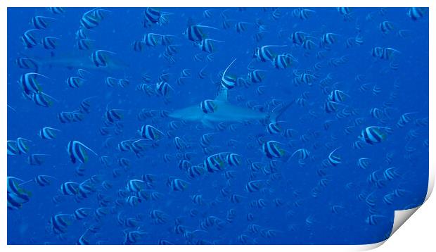 Shark with school bannerfish in deep sea  Print by mark humpage