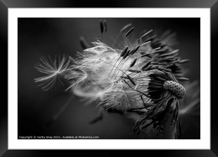 Blowing in the Wind Framed Mounted Print by Verity Gray