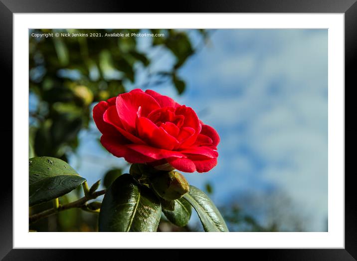 Red Camellia Japonica against sky March  Framed Mounted Print by Nick Jenkins