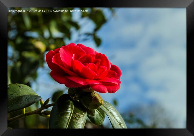 Red Camellia Japonica against sky March  Framed Print by Nick Jenkins