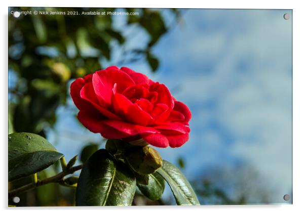 Red Camellia Japonica against sky March  Acrylic by Nick Jenkins