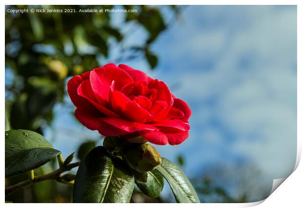 Red Camellia Japonica against sky March  Print by Nick Jenkins