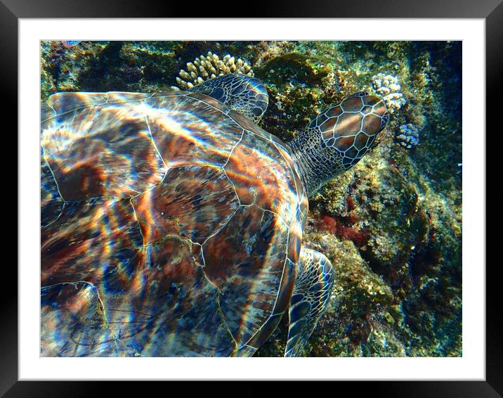 Turtle swimming underwater in Red Sea, Egypt Framed Mounted Print by mark humpage