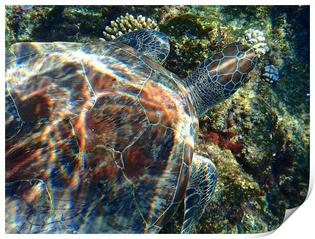 Turtle swimming underwater in Red Sea, Egypt Print by mark humpage