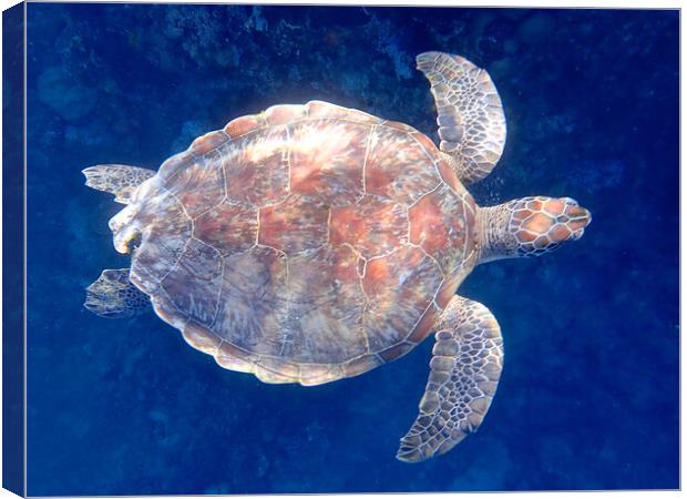 Turtle swimming underwater in Red Sea Egypt Canvas Print by mark humpage