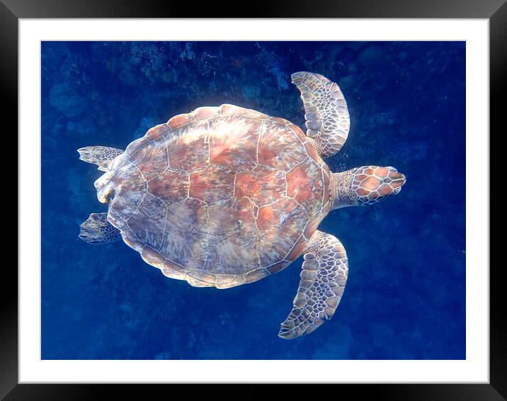 Turtle swimming underwater in Red Sea Egypt Framed Mounted Print by mark humpage