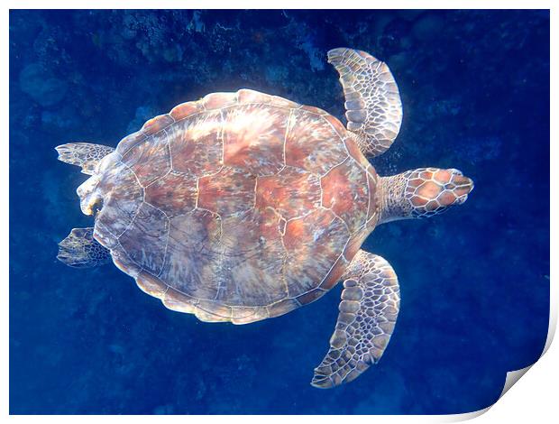 Turtle swimming underwater in Red Sea Egypt Print by mark humpage