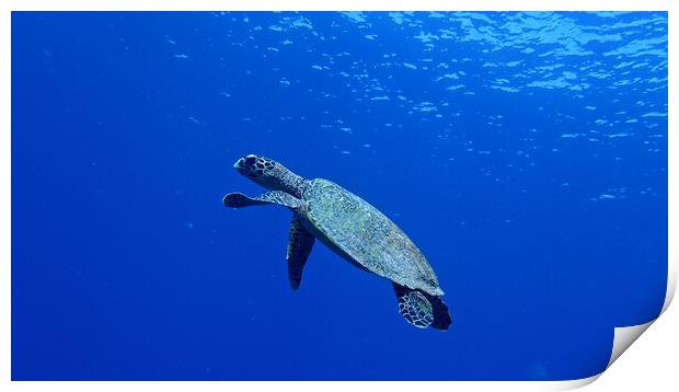 Turtle swimming underwater in Maldives Print by mark humpage