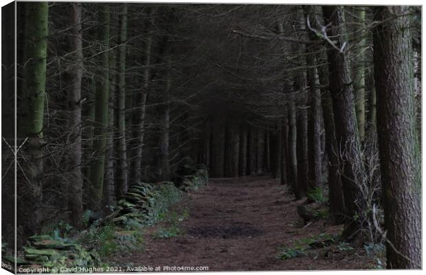 Dark woodland path Canvas Print by David Hughes