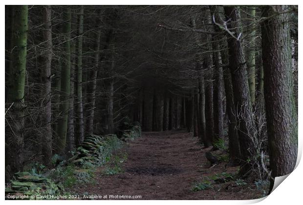 Dark woodland path Print by David Hughes