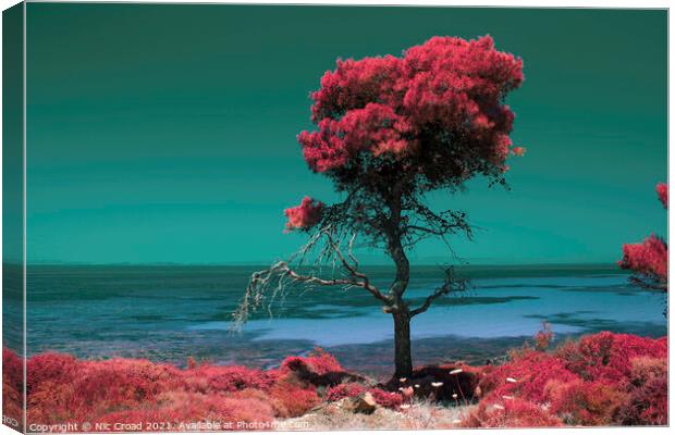 Pine tree by the sea - Colour Infrared Canvas Print by Nic Croad