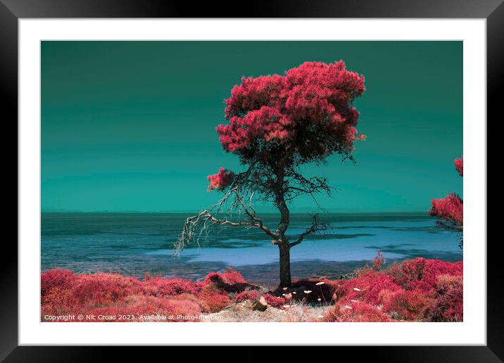Pine tree by the sea - Colour Infrared Framed Mounted Print by Nic Croad
