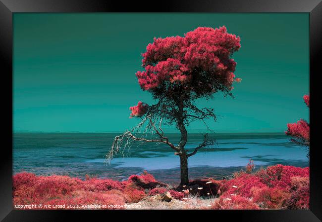 Pine tree by the sea - Colour Infrared Framed Print by Nic Croad