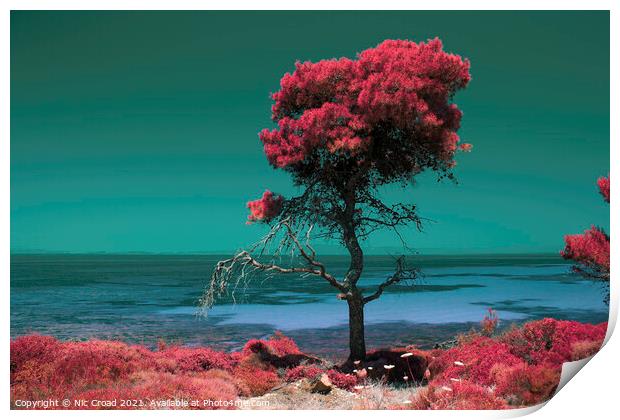 Pine tree by the sea - Colour Infrared Print by Nic Croad