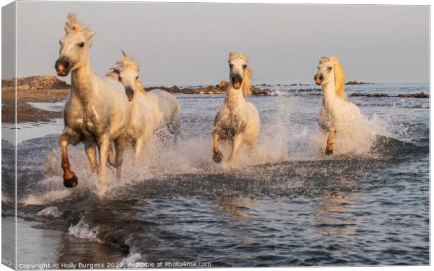 'Dancing Camargue Horse: France's Oceanic Ballet' Canvas Print by Holly Burgess