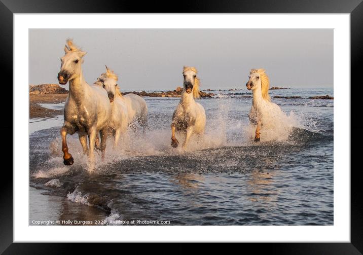 'Dancing Camargue Horse: France's Oceanic Ballet' Framed Mounted Print by Holly Burgess
