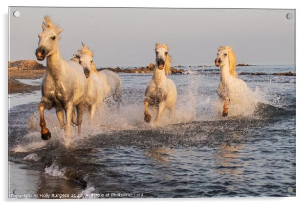 'Dancing Camargue Horse: France's Oceanic Ballet' Acrylic by Holly Burgess