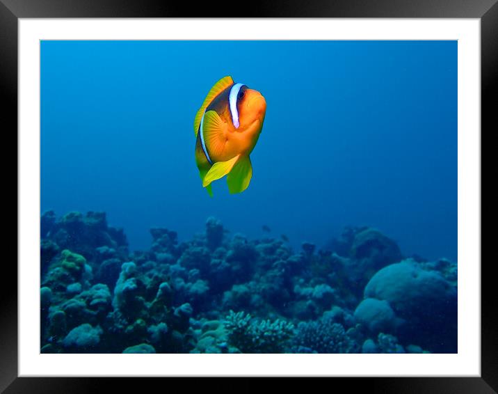 Clown fish swimming underwater in coral reef Framed Mounted Print by mark humpage
