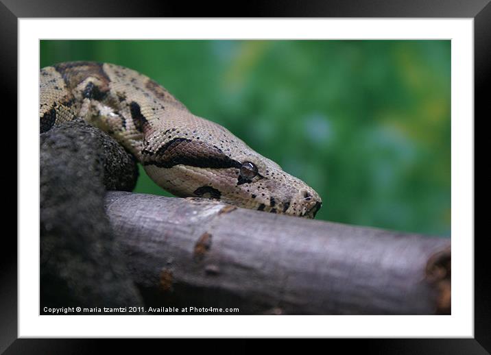 Boa resting... or not Framed Mounted Print by Maria Tzamtzi Photography
