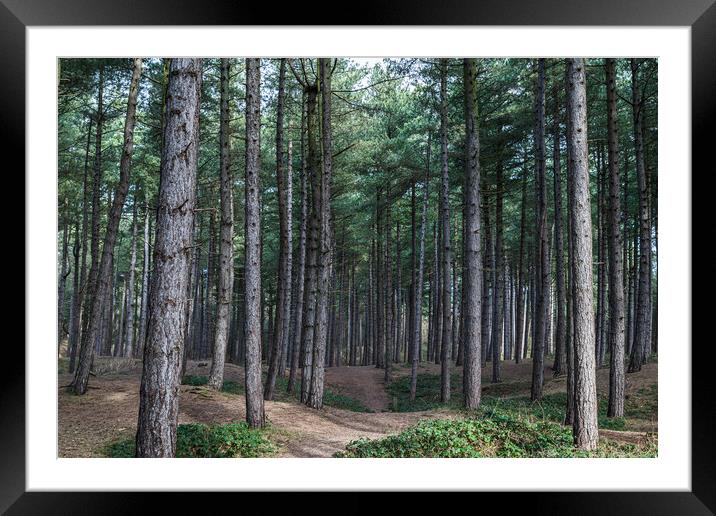 Pathway through Formby Woods Framed Mounted Print by Jason Wells