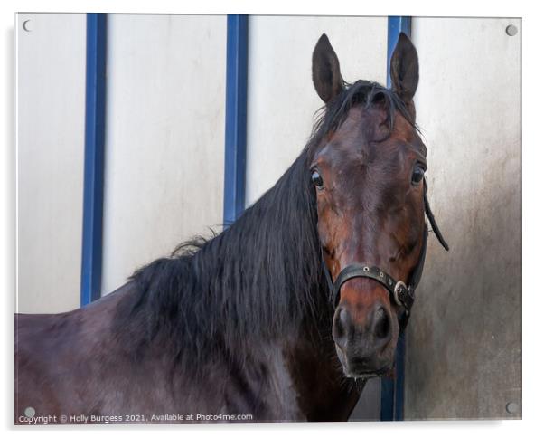 Bay horse mare,  Acrylic by Holly Burgess