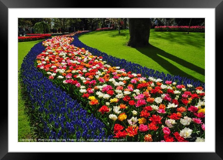 An attractive pink and purple flowers bed in the Keukenhof ornamental garden Framed Mounted Print by PhotOvation-Akshay Thaker
