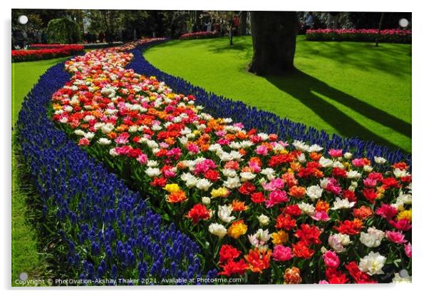An attractive pink and purple flowers bed in the Keukenhof ornamental garden Acrylic by PhotOvation-Akshay Thaker