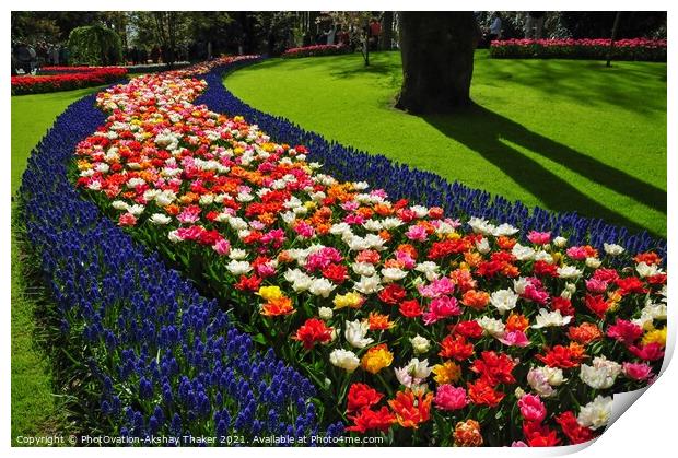 An attractive pink and purple flowers bed in the Keukenhof ornamental garden Print by PhotOvation-Akshay Thaker