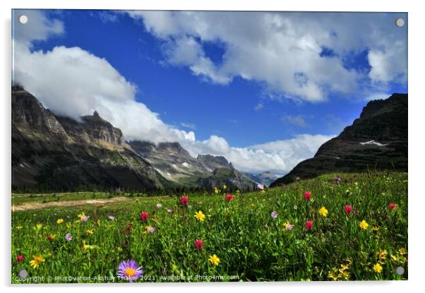 A colorful wild flowers valley Logan Pass, Montana Acrylic by PhotOvation-Akshay Thaker