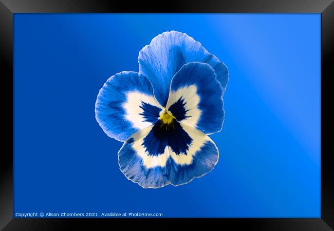  Blue Pansy Framed Print by Alison Chambers